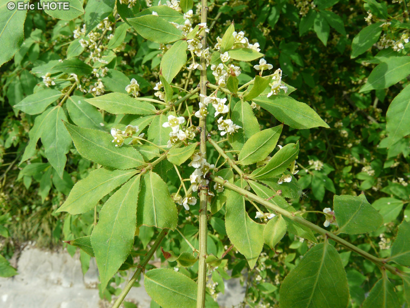  - Euonymus alatus - 
