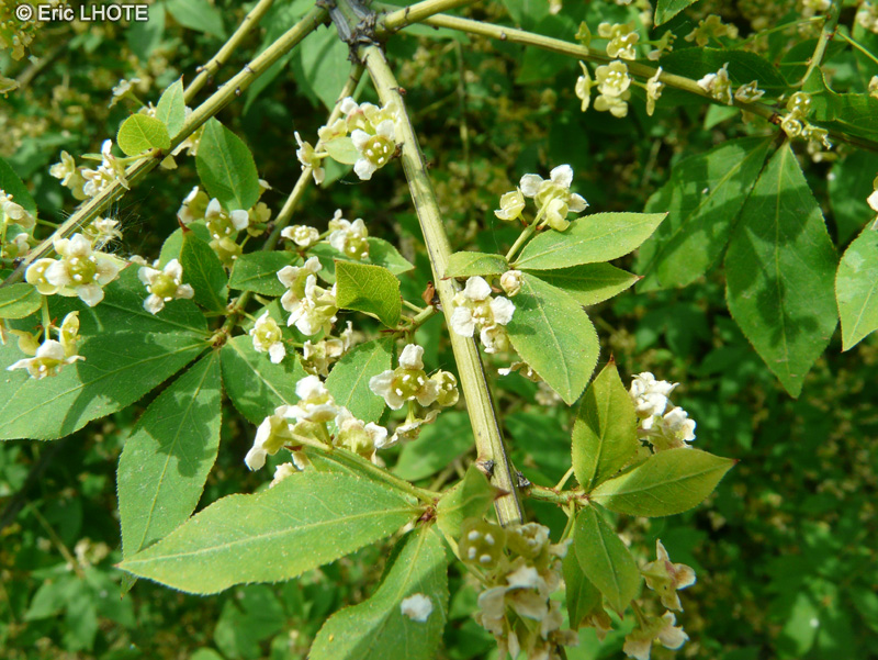  - Euonymus alatus - 
