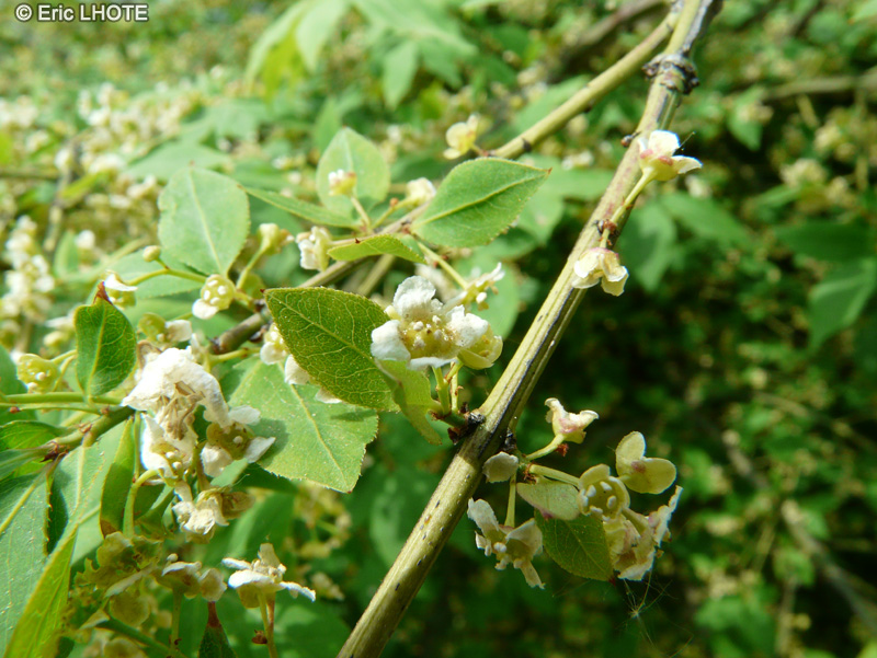  - Euonymus alatus - 