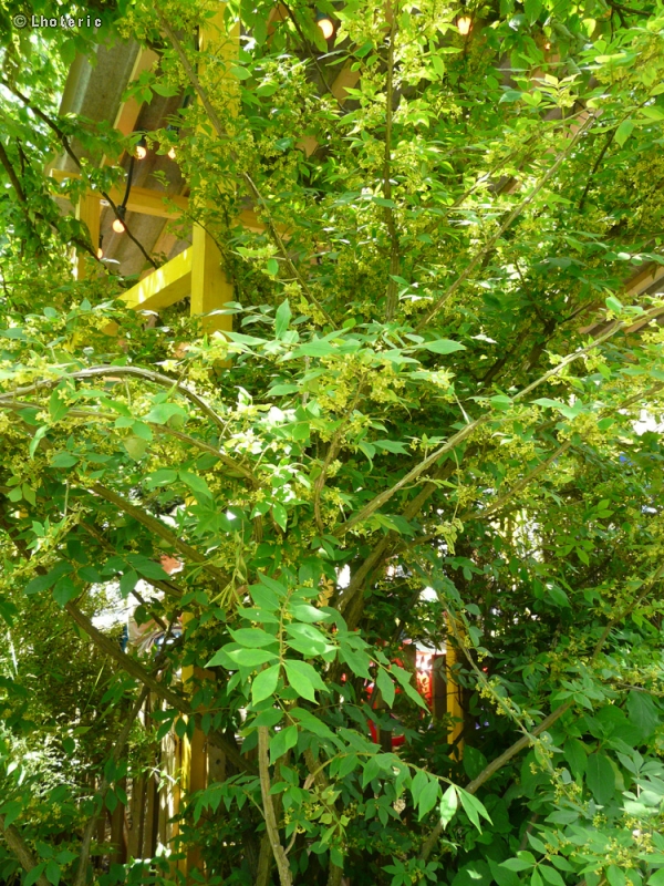  - Euonymus alatus - 