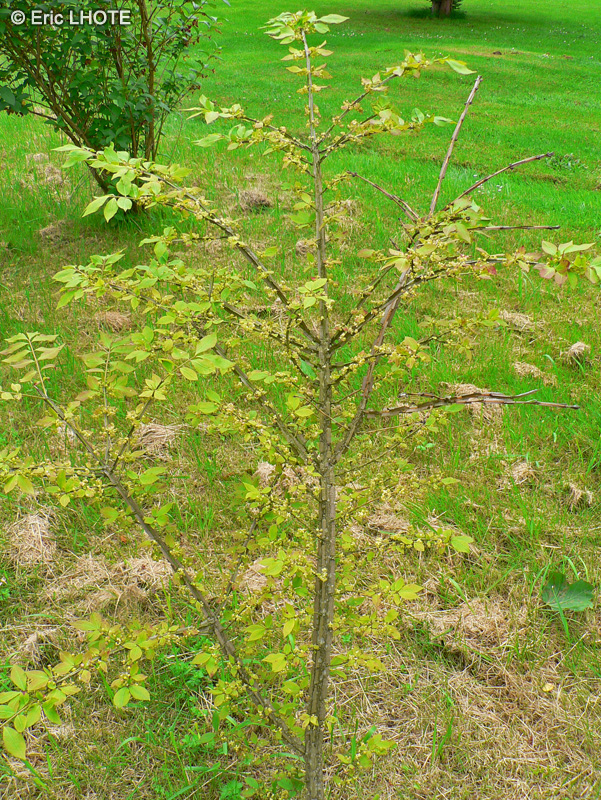 Celastraceae - Euonymus alatus - Fusain ailé