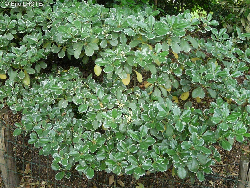  - Euonymus fortunei Emerald - 