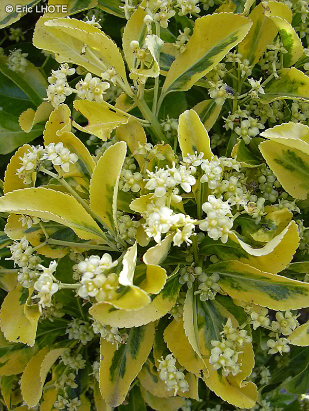 Celastraceae - Euonymus japonicus Aureus - Fusain dor&eacute; du Japon