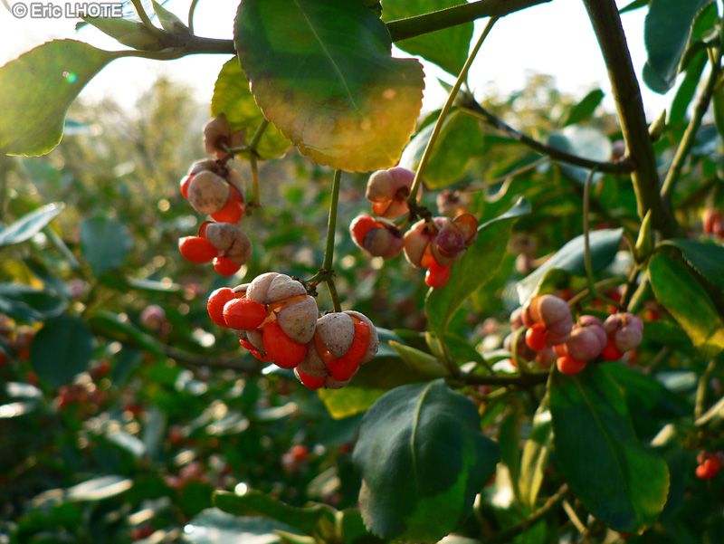 Celastraceae - Euonymus japonicus - Fusain du Japon
