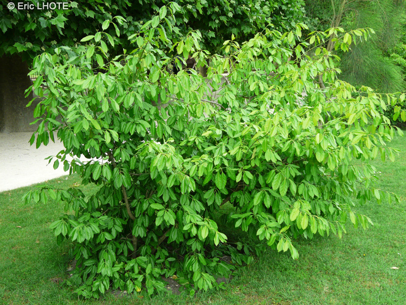 Celastraceae - Euonymus kiautschovicus - Spreading Euonymus
