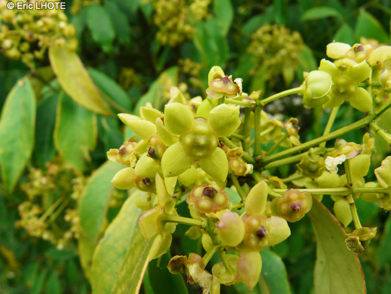  - Euonymus myrianthus - 