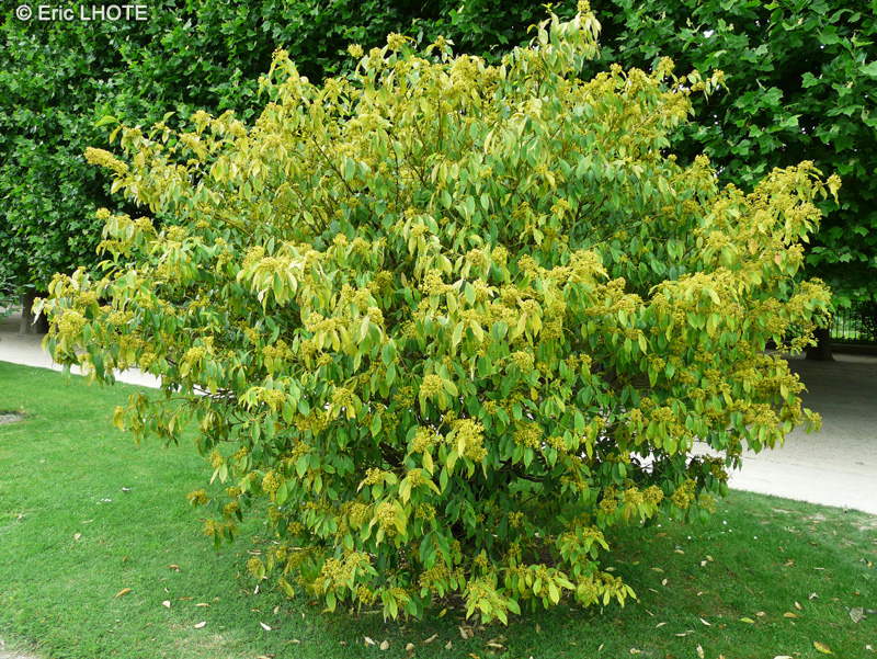  - Euonymus myrianthus - 