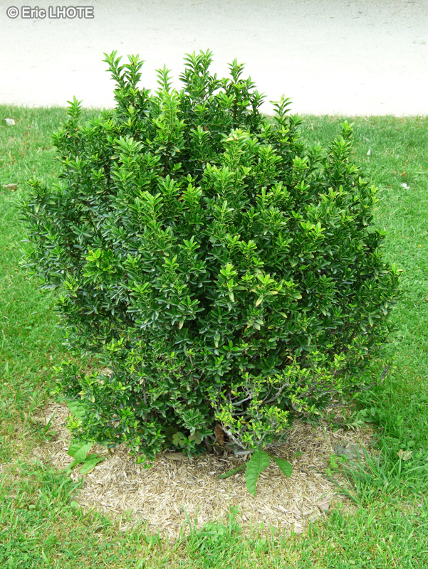 Celastraceae - Euonymus przewalskii - Fusain de Przewalskii