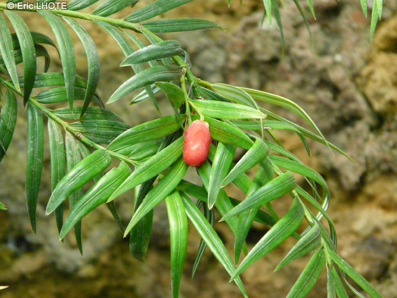  - Amentotaxus formosana - 