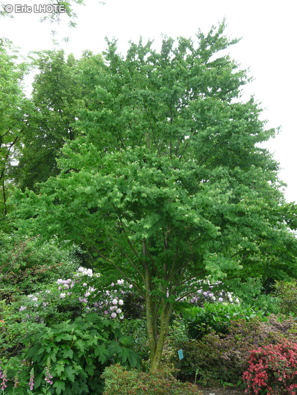  - Cercidiphyllum japonicum - 