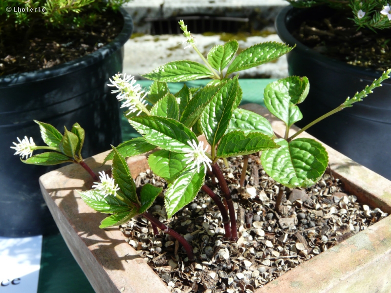 Chloranthaceae - Chloranthus japonicus - Chloranthus