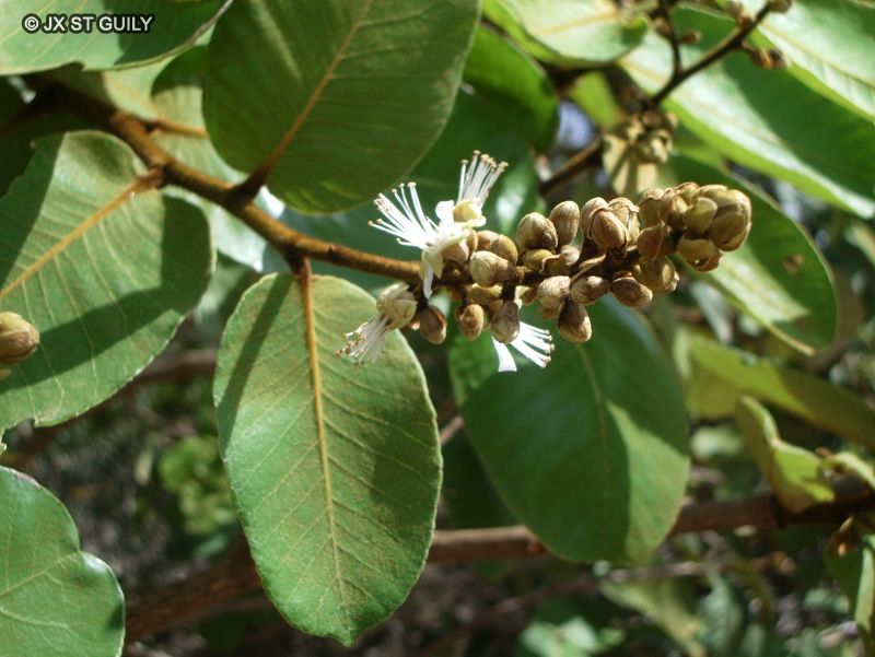 Chrysobalanaceae - Neocarya macrophylla - Pommier de Cayor, Gamsa gna, Gawassa