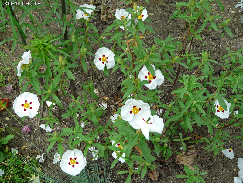  - Cistus ladanifer - 