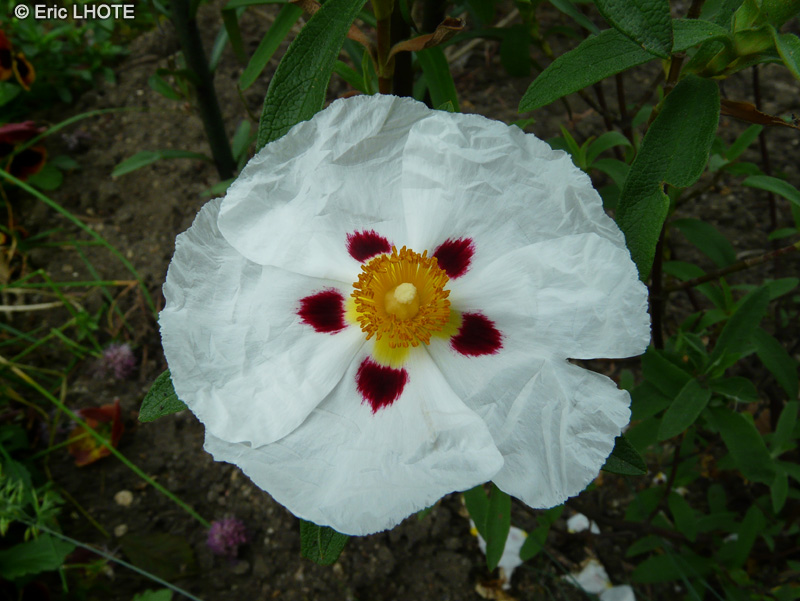 Cistaceae - Cistus ladanifer - Ciste &agrave; gomme, Ciste porte-laudanum
