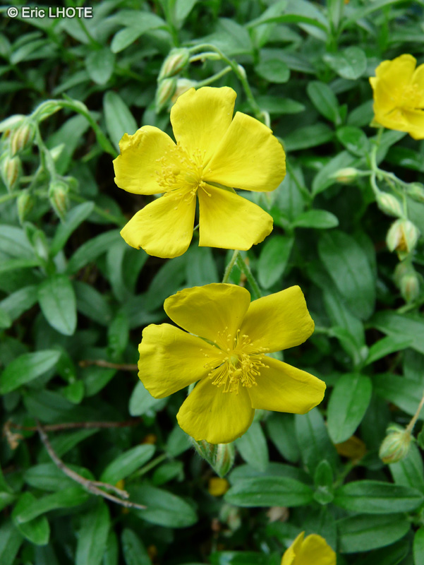 - Helianthemum nummularium subsp. nummularium - 