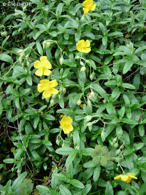 Cistaceae - Helianthemum nummularium subsp. nummularium - Helianthème commun
