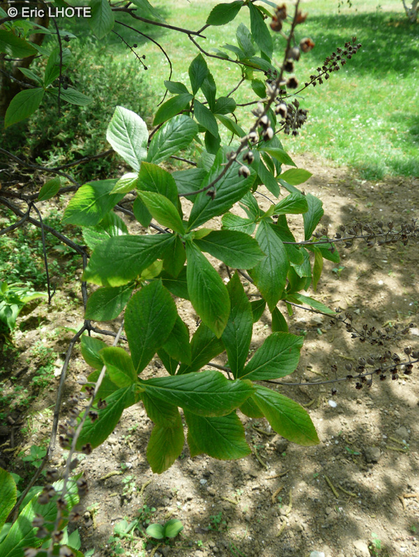  - Clethra barbinervis - 