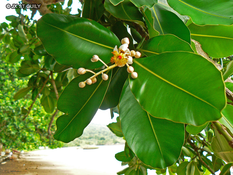 Clusiaceae - Calophyllum inophyllum - Tamanu, Temanu