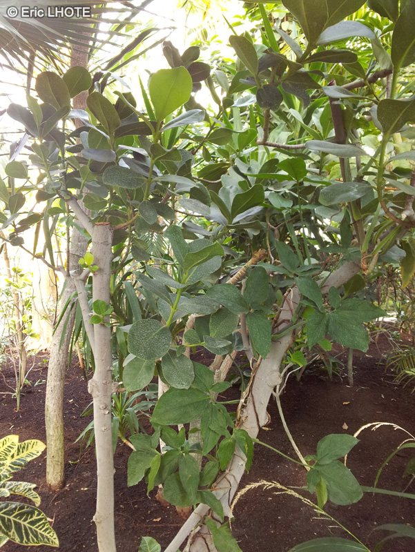 Clusiaceae - Clusia rosea, Clusia major - Figuier maudit