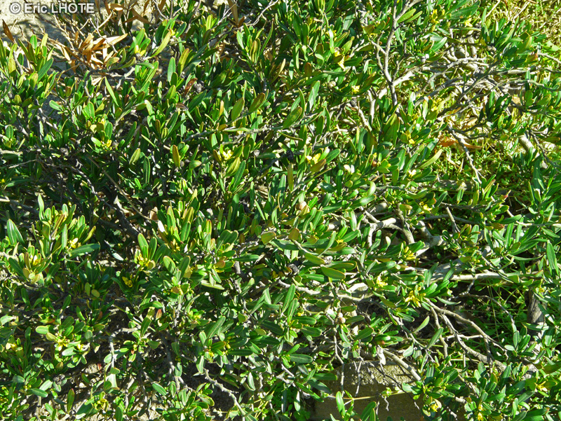  - Cneorum tricoccon - 