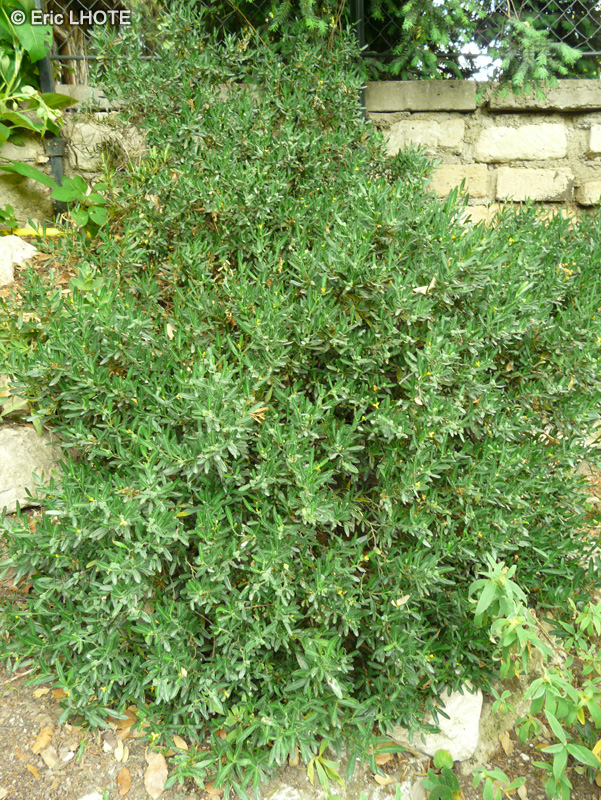  - Cneorum tricoccon - 