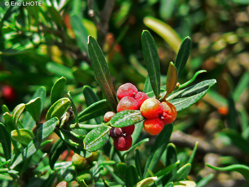 Cneoraceae - Cneorum tricoccon - Cam&eacute;l&eacute;e &agrave; trois coques, Garoupe, Petit olivier, Spurge olive