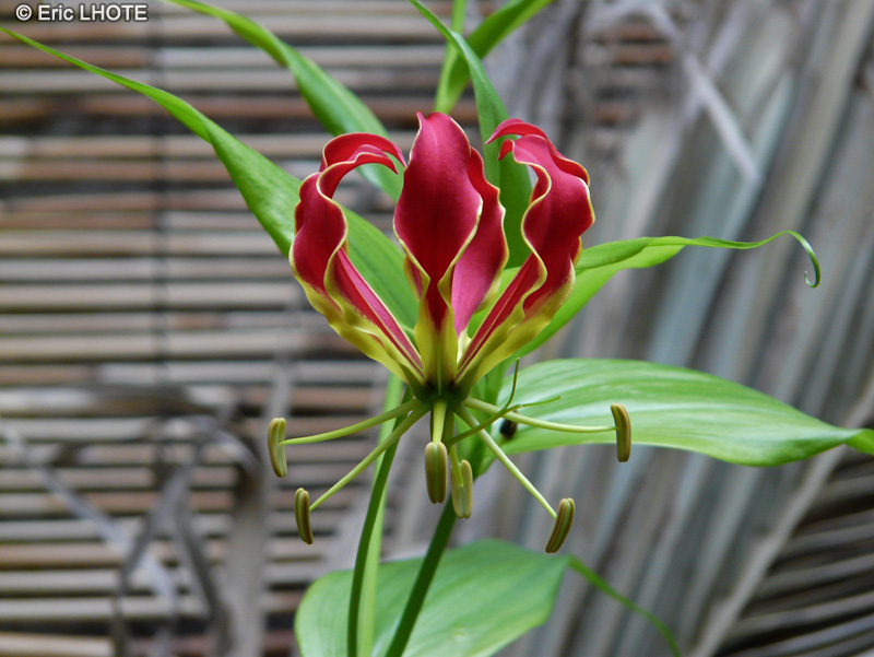 Colchicaceae - Gloriosa rothschildiana - Glorieuse, Lis glorieux, Glorieuse de Malabar, Lis de Malabar