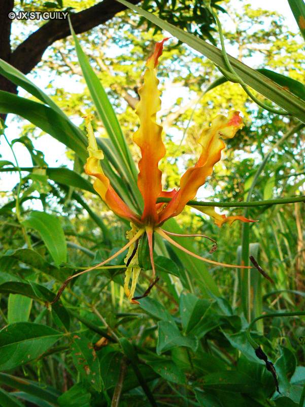  - Gloriosa superba - 