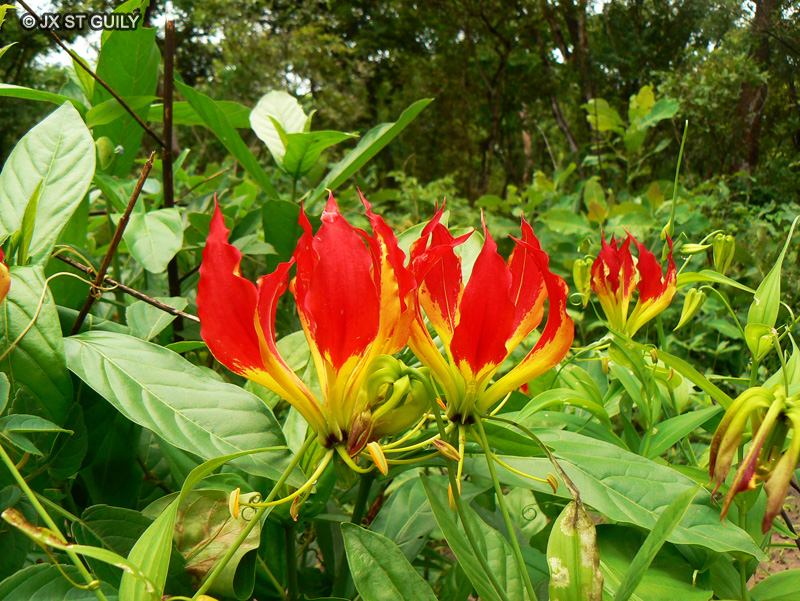  - Gloriosa superba - 