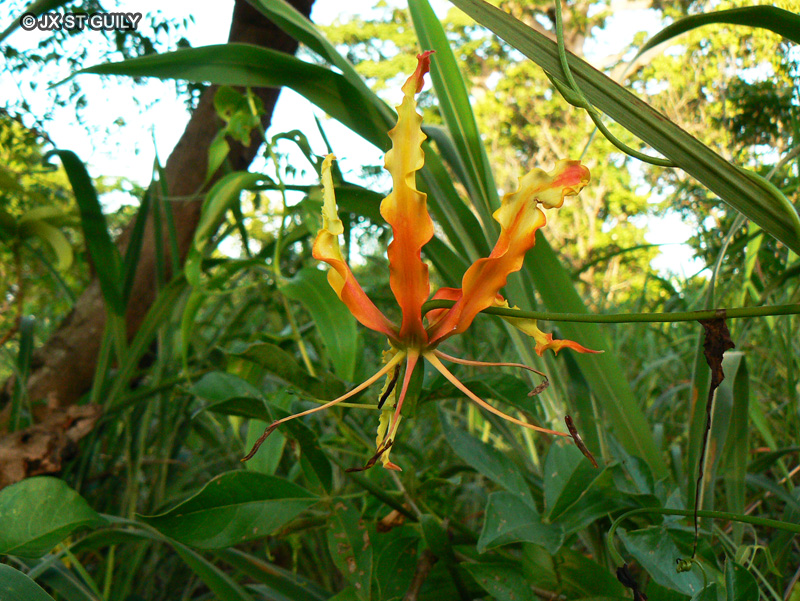  - Gloriosa superba - 