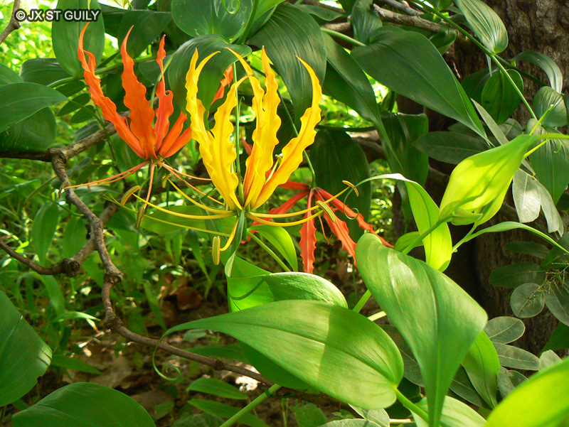 Colchicaceae - Gloriosa superba - Glorieuse, Lis glorieux, Glorieuse de Malabar, Lis de Malabar