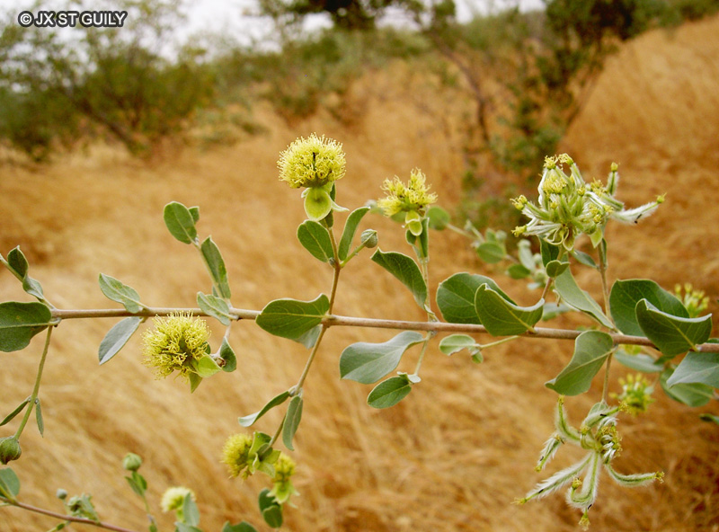 Combretaceae - Guiera senegalensis - Guiera du S&eacute;n&eacute;gal