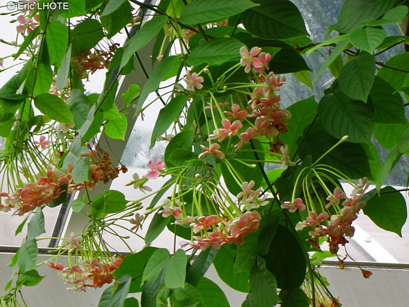  - Quisqualis indica - 