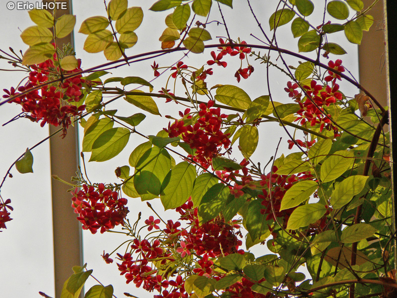 Combretaceae - Quisqualis indica - Quisqualier d’Extrême-Orient, Crampon de Rangoon