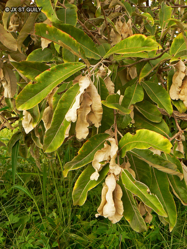  - Terminalia avicennioides - 