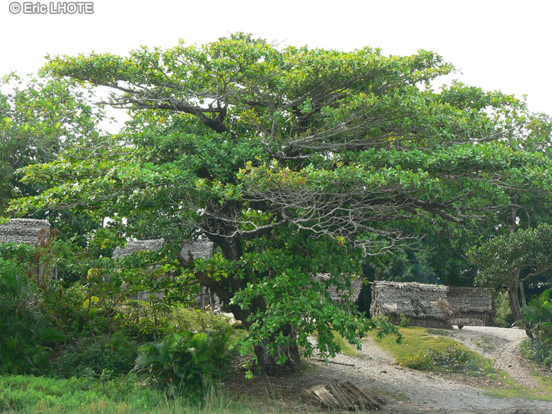 Combretaceae - Terminalia cattapa - Badamier
