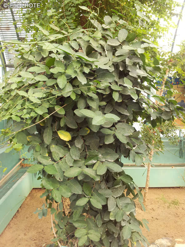  - Terminalia macroptera - 