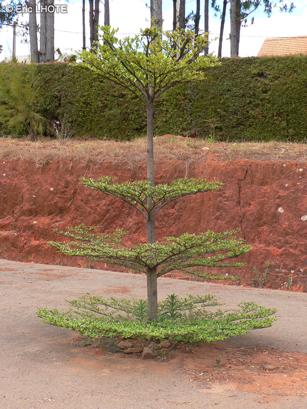  - Terminalia mantaly - 