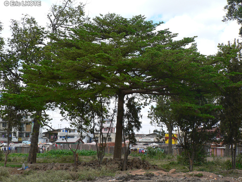  - Terminalia mantaly - 