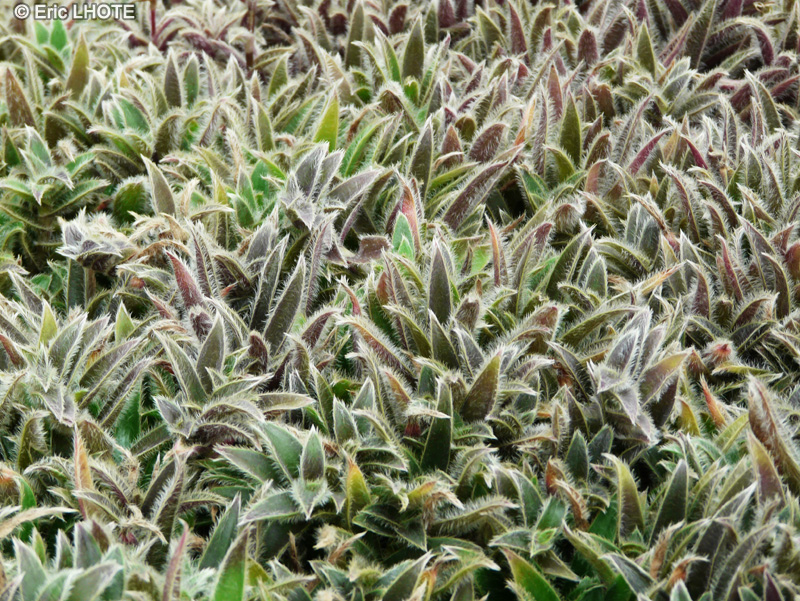  - Cyanotis hirsuta - 