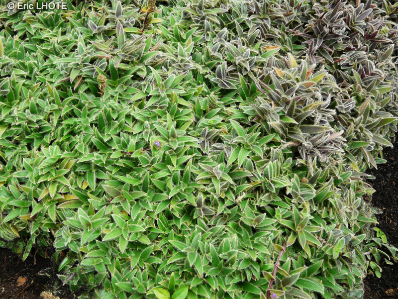 Commelinaceae - Cyanotis hirsuta - Cyanotis, Oreilles de chat