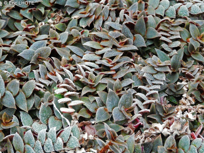 Commelinaceae - Cyanotis kewensis - Cyanotis