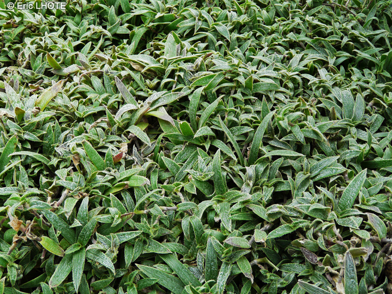 Commelinaceae - Cyanotis somaliensis - Cyanotis, Oreilles de chat