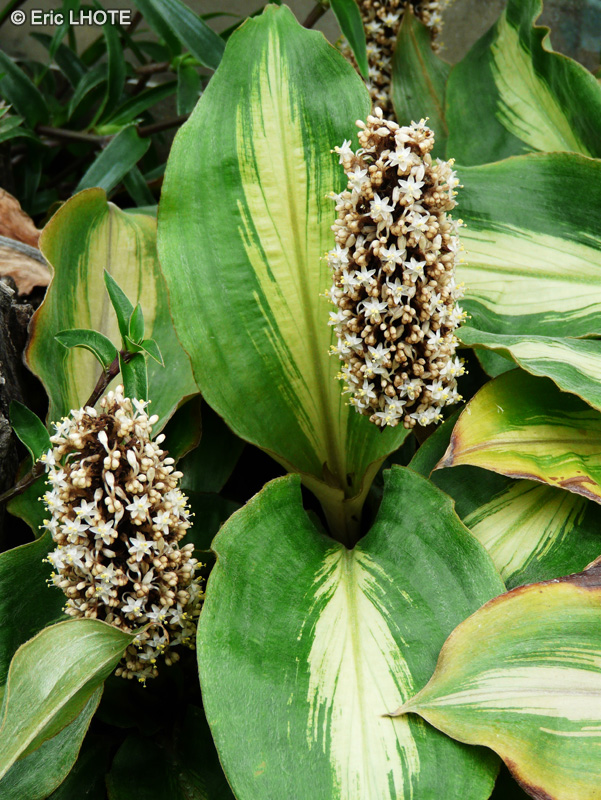 Commelinaceae - Palisota pynaertii - Palisot