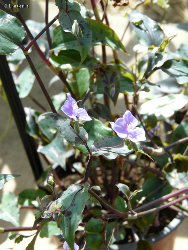  - Tinantia pringlei - 