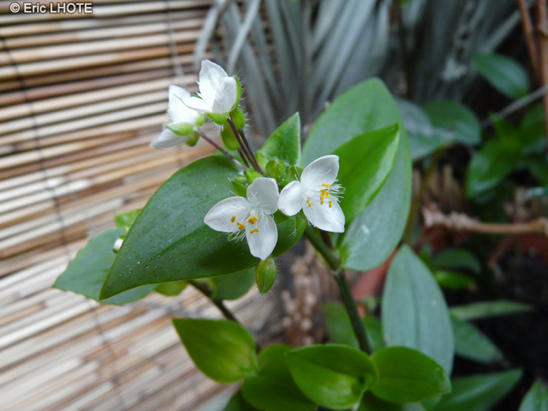  - Tradescantia fluminensis - 
