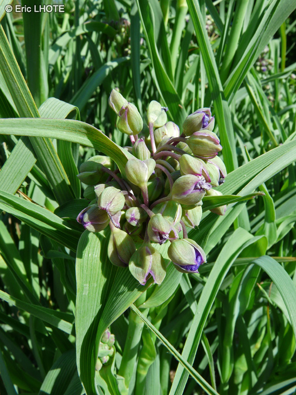  - Tradescantia ohiensis - 