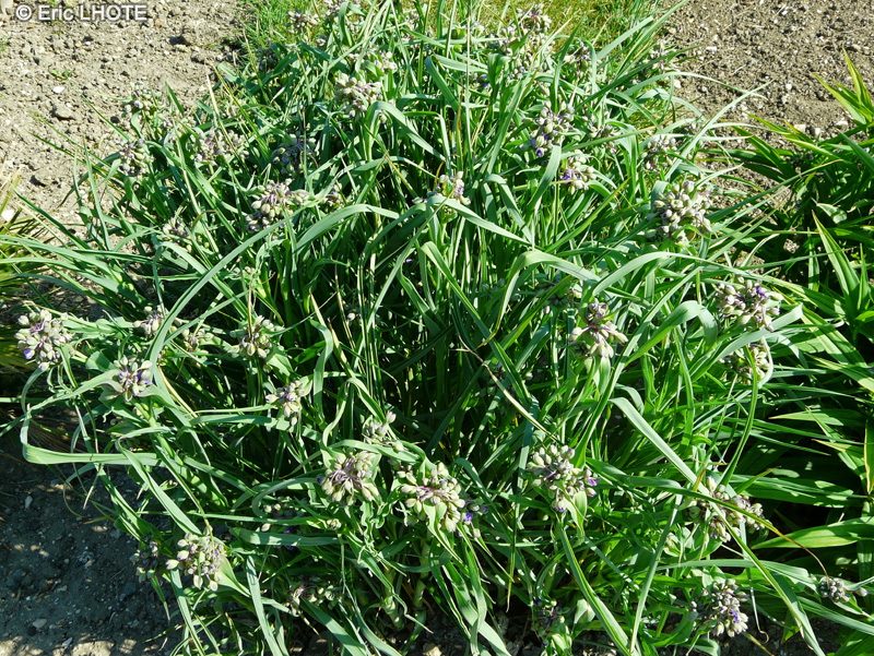  - Tradescantia ohiensis - 