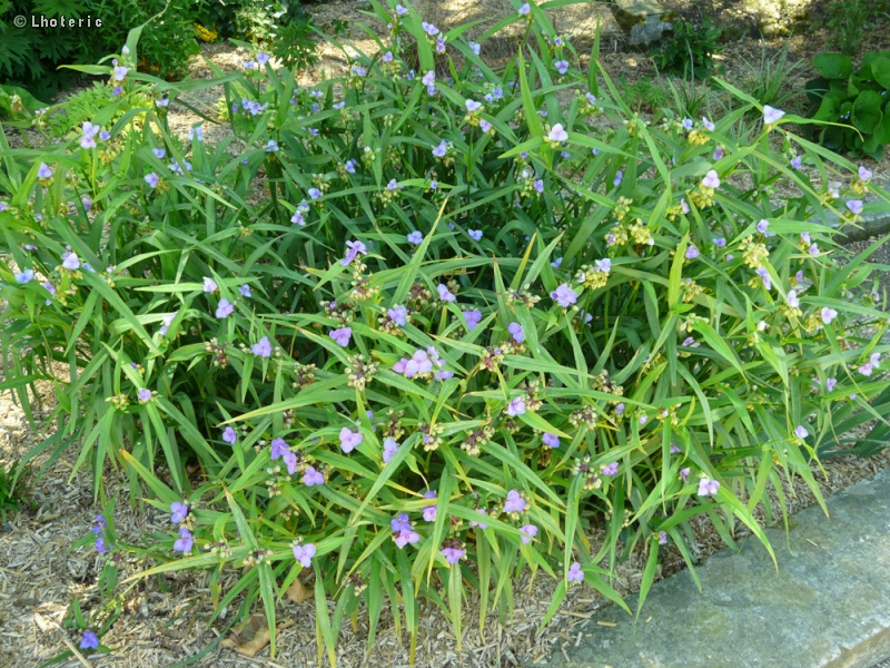  - Tradescantia ohiensis - 