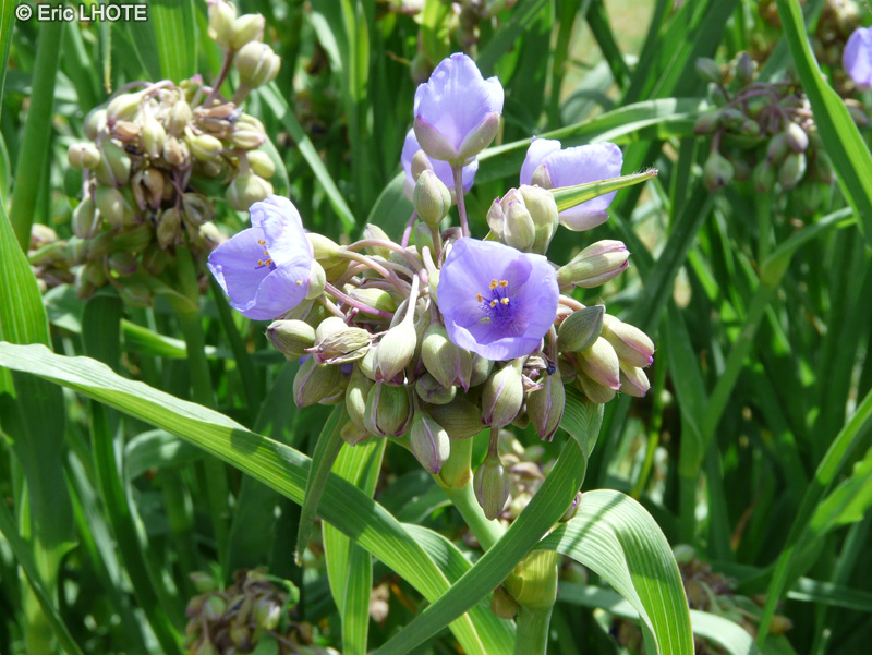 Commelinaceae - Tradescantia ohiensis - Tradescantia de l&rsquo;Ohio, Eph&eacute;m&eacute;rine